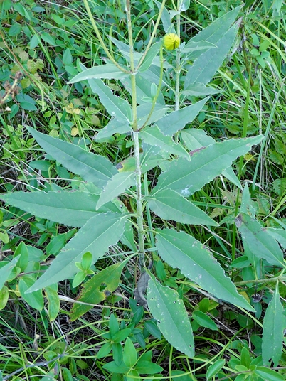 {Helianthus pauciflorus}